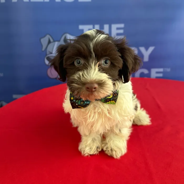 Male Havanese puppy named Rascal for sale at The Puppy Palace CT.