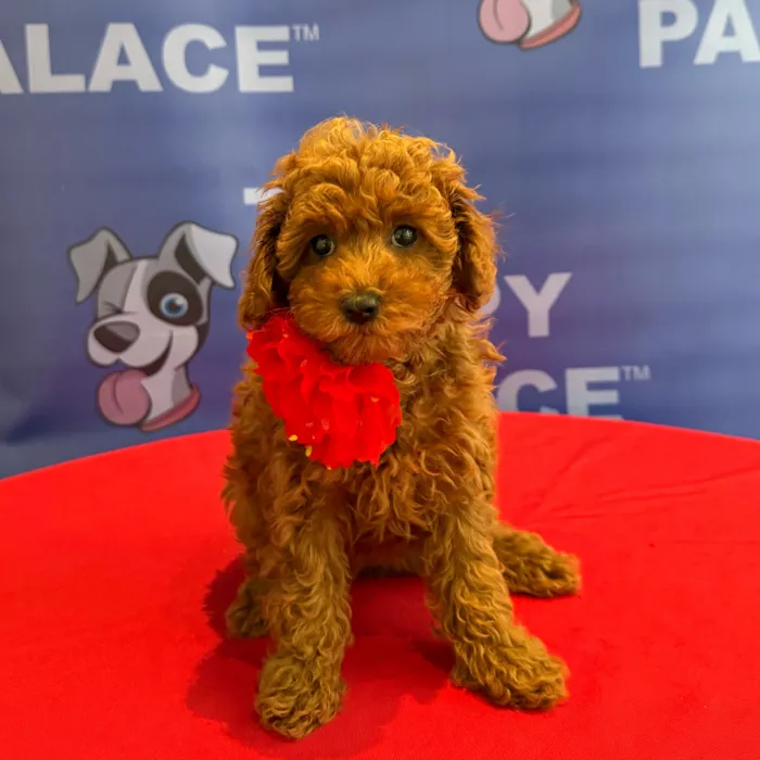 Female Mini Poodle puppy named Mimi for sale at The Puppy Palace CT.