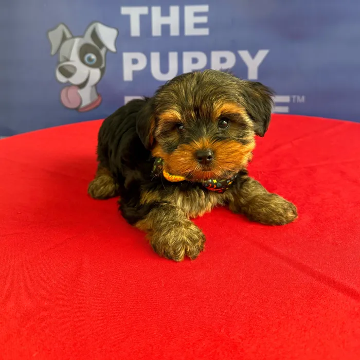 Male Yorkie puppy named Amos for sale at The Puppy Palace CT.