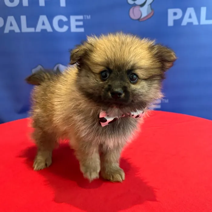 Male Pomeranian puppy named Jones for sale at The Puppy Palace CT.