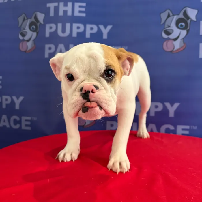Female Bulldog puppy named Nala for sale at The Puppy Palace CT.