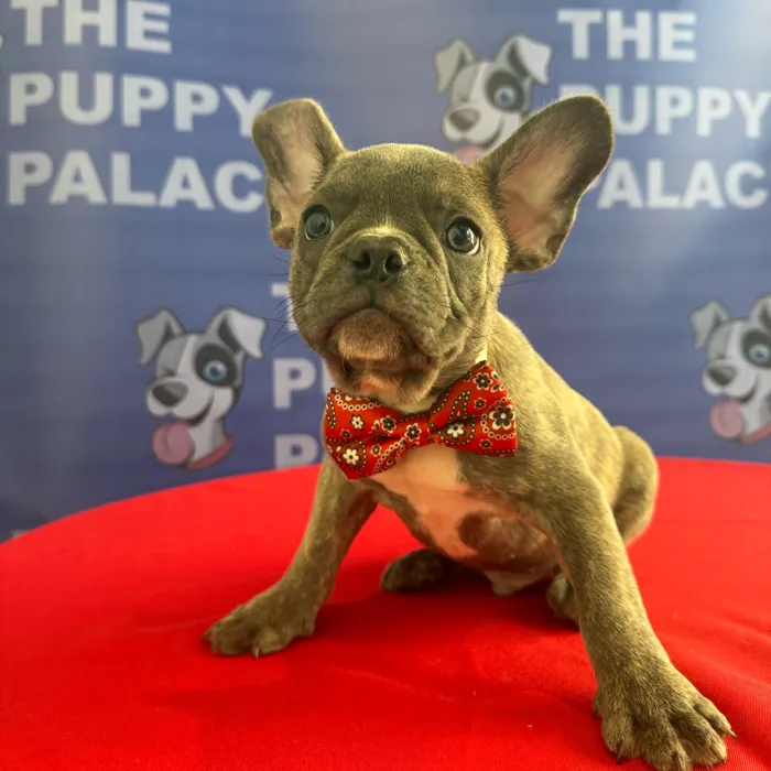 Male French Bulldog puppy named Loui for sale at The Puppy Palace CT.