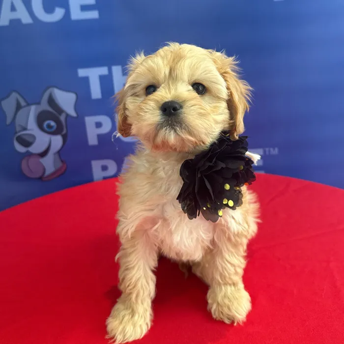 Female Cavachon puppy named Birdie for sale at The Puppy Palace CT.