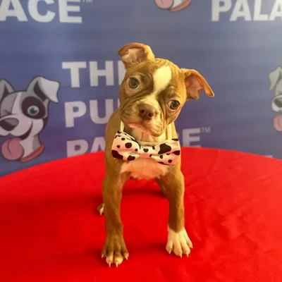 Male Boston Terrier puppy named Elvis for sale at The Puppy Palace CT.