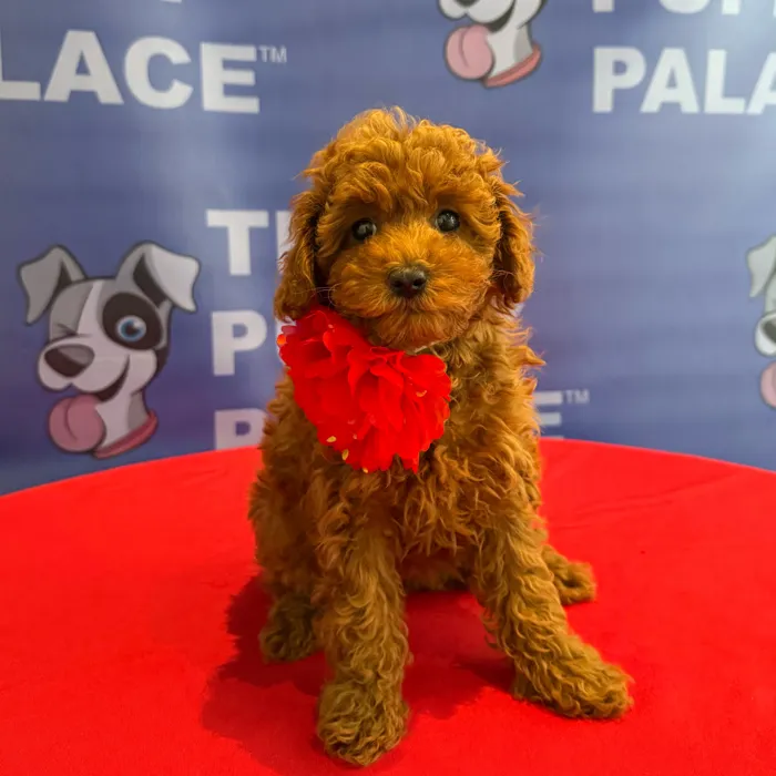 Female Mini Poodle puppy named Mimi for sale at The Puppy Palace CT.