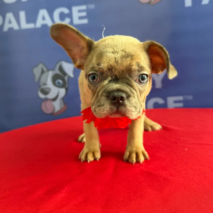 Female Frenchton puppy named Giselle for sale at The Puppy Palace CT.