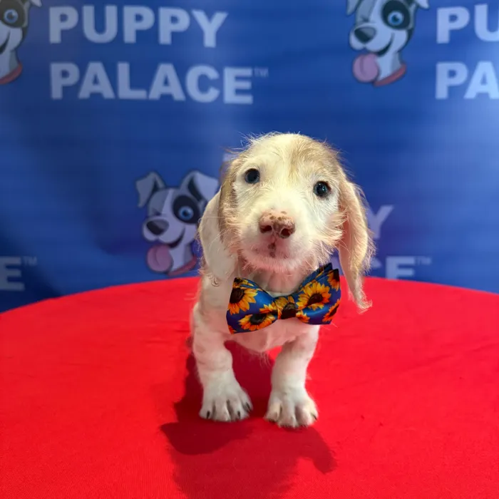 Male Dachshund puppy named Scooter for sale at The Puppy Palace CT.