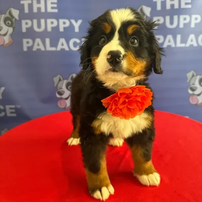 Female Bernese Mountain Dog puppy named Giselle for sale at The Puppy Palace CT.