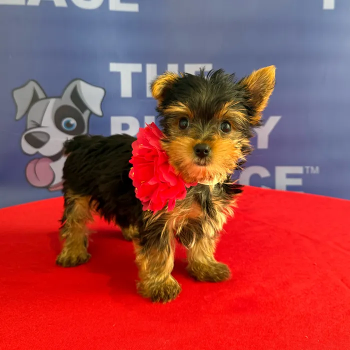 Female Yorkie puppy named Freida for sale at The Puppy Palace CT.