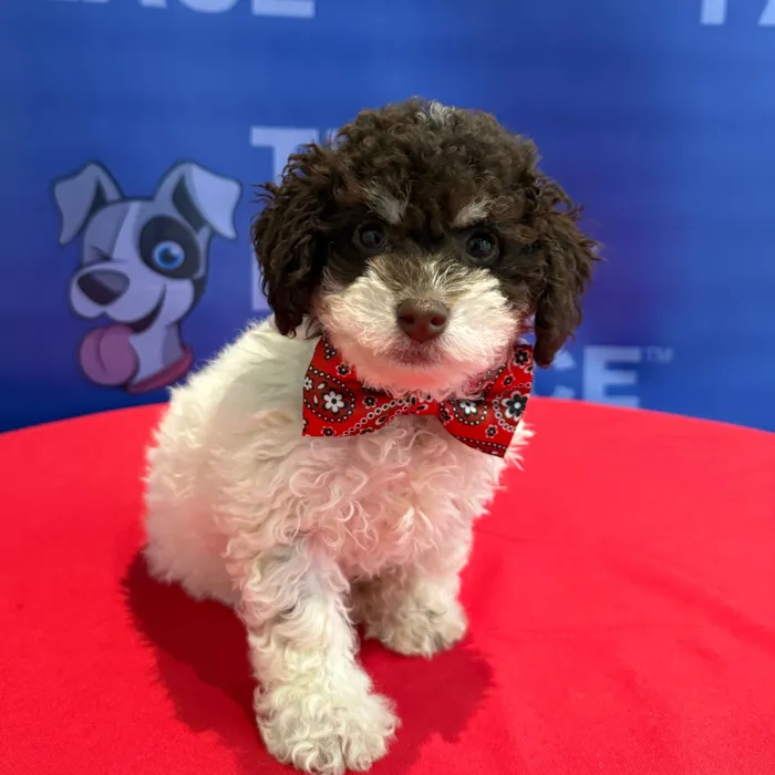 Male Poodle puppy named Philippe for sale at The Puppy Palace CT.