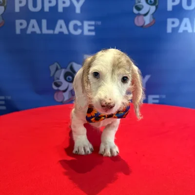 Male Dachshund puppy named Scooter for sale at The Puppy Palace CT.