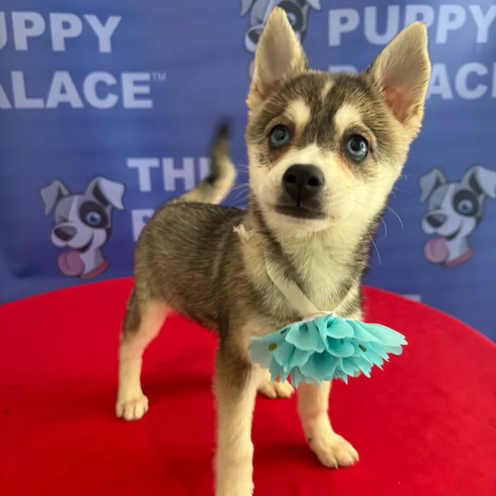 Female Alaskan Klee Kai puppy named Lilith for sale at The Puppy Palace CT.