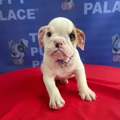 Female American Bulldog puppy named Nala for sale at The Puppy Palace CT.