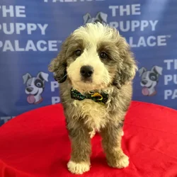 Male Aussiedoodle puppy named Brody for sale at The Puppy Palace CT.