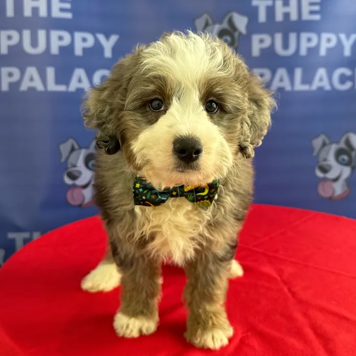 Male Aussiedoodle puppy named Brody for sale at The Puppy Palace CT.