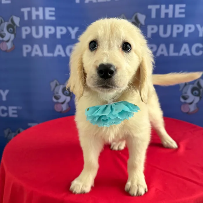 Female Golden Retriever puppy named Annie for sale at The Puppy Palace CT.