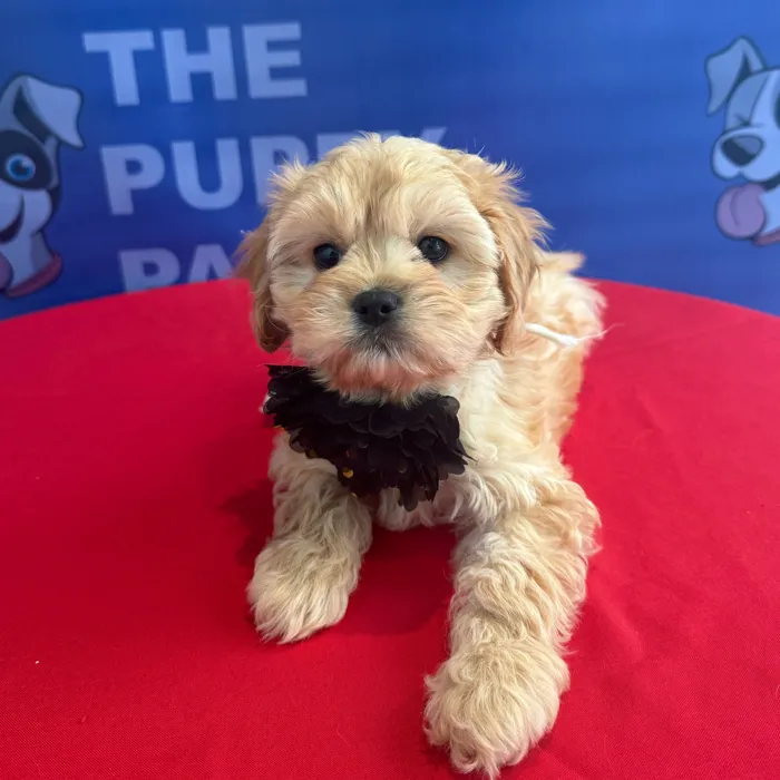 Female Cavachon puppy named Birdie for sale at The Puppy Palace CT.