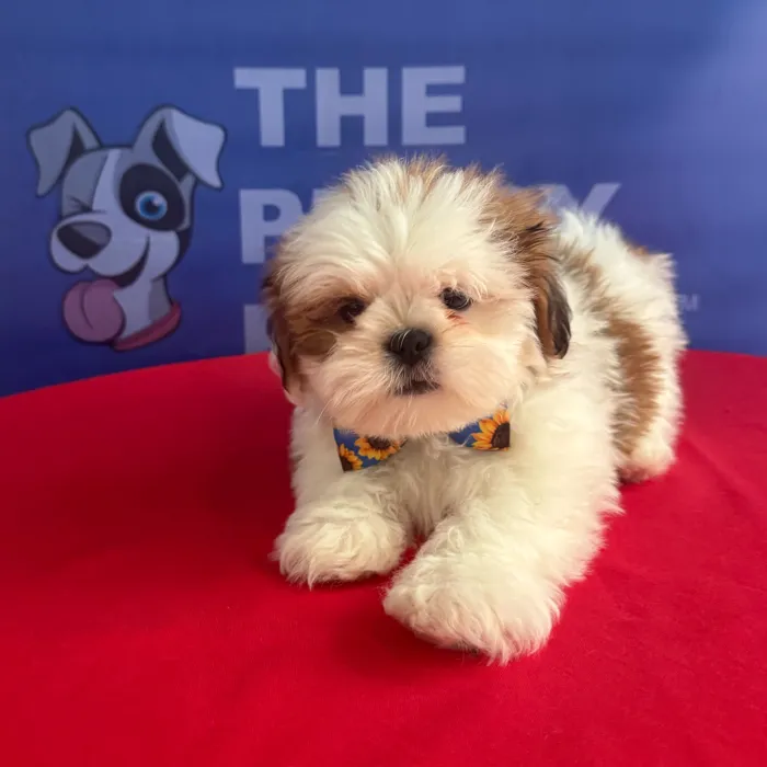 Male Lhasa Apso puppy named Ellio for sale at The Puppy Palace CT.