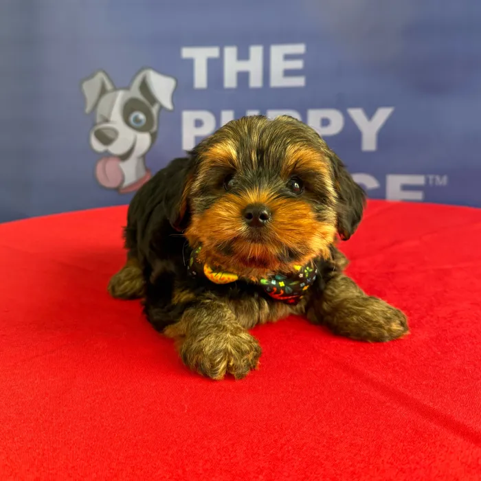 Male Yorkie puppy named Amos for sale at The Puppy Palace CT.