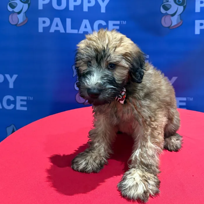 Male Soft Coated Wheaten Terrier puppy named Cyrus for sale at The Puppy Palace CT.