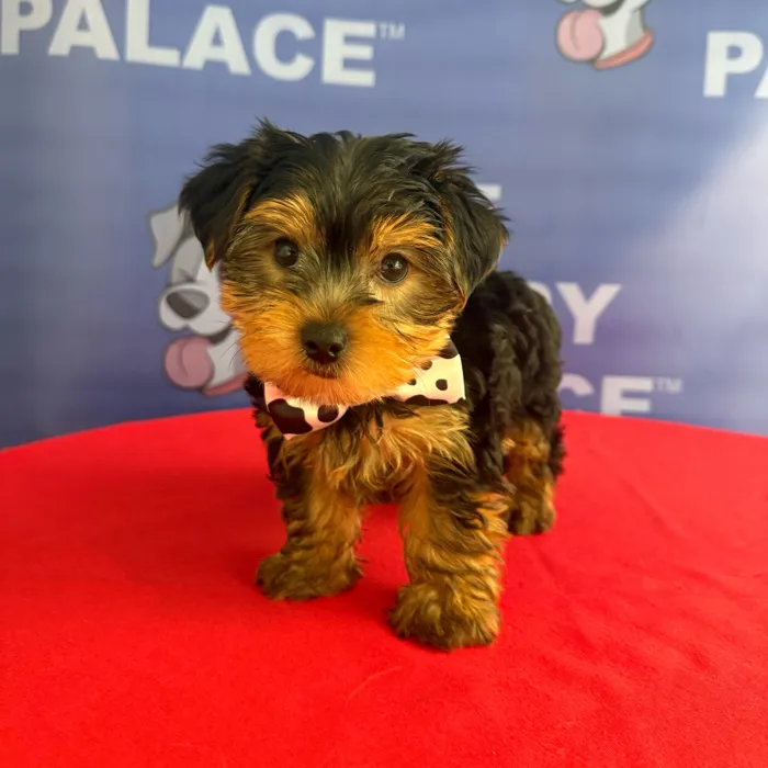 Male Yorkie puppy named Bambie for sale at The Puppy Palace CT.