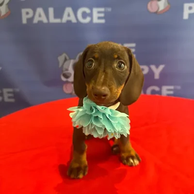 Female Dachshund puppy named Tootsie for sale at The Puppy Palace CT.