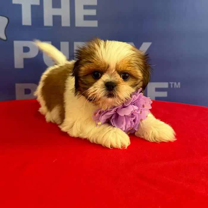 Female Shih Tzu puppy named Myra for sale at The Puppy Palace CT.