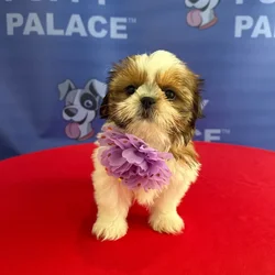 Female Shih Tzu puppy named Myra for sale at The Puppy Palace CT.