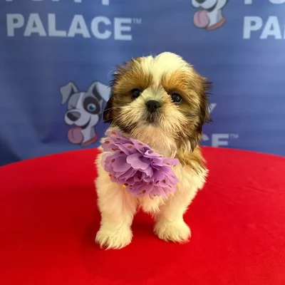 Female Shih Tzu puppy named Myra for sale at The Puppy Palace CT.
