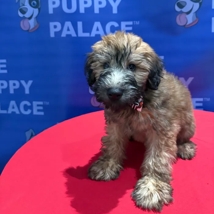 Male Soft Coated Wheaten Terrier puppy named Cyrus for sale at The Puppy Palace CT.