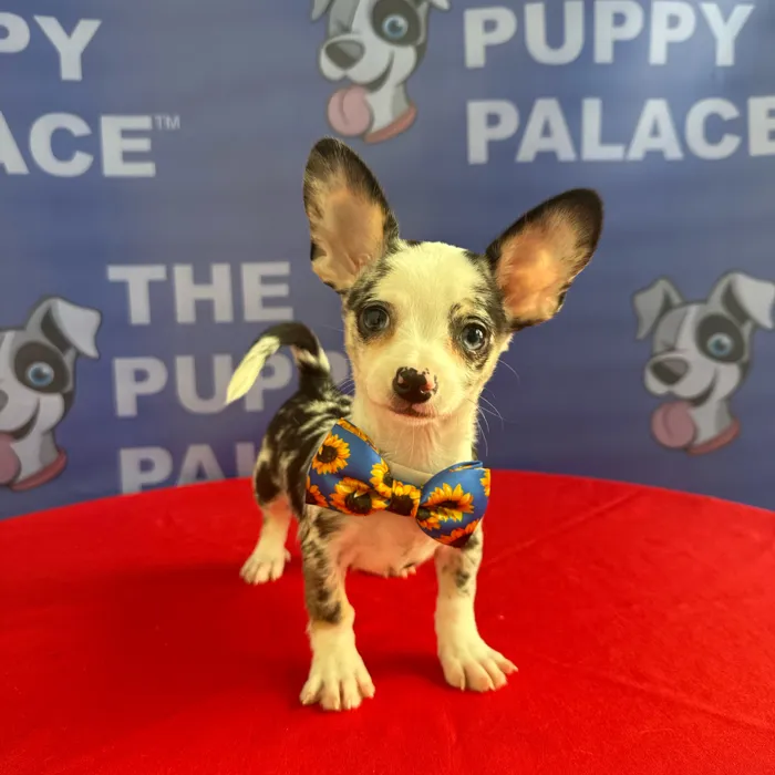 Male Chihuahua puppy named Pablo for sale at The Puppy Palace CT.