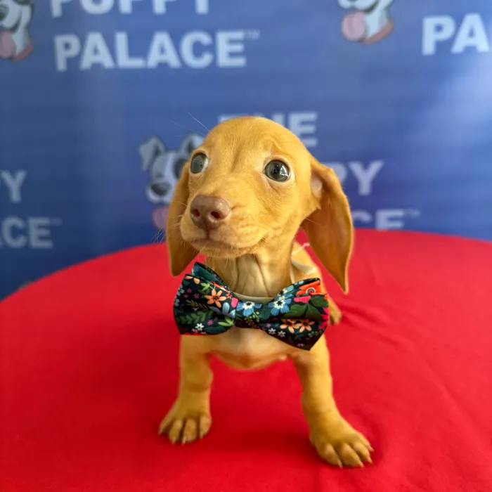 Male Dachshund puppy named Alfie for sale at The Puppy Palace CT.