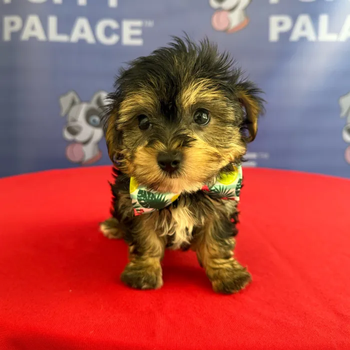 Male Yochon puppy named Gilligan for sale at The Puppy Palace CT.