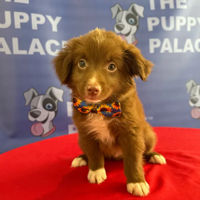 Male Mini Australian Shepherd puppy named Phineas for sale at The Puppy Palace CT.