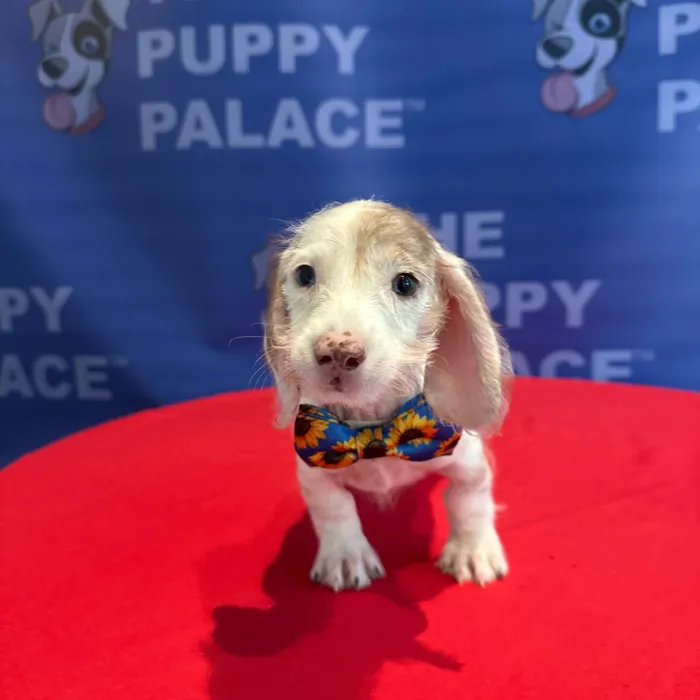 Male Dachshund puppy named Scooter for sale at The Puppy Palace CT.