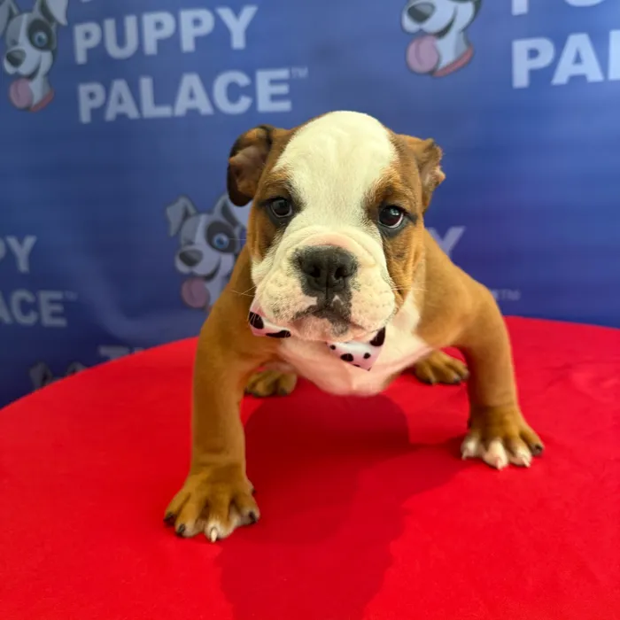 Male English Bulldog puppy named Blake for sale at The Puppy Palace CT.