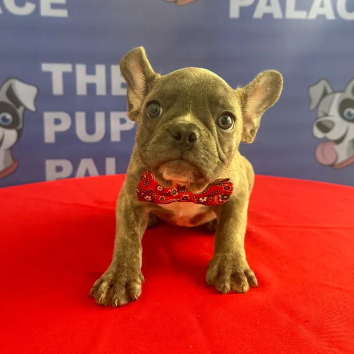 Male French Bulldog puppy named Loui for sale at The Puppy Palace CT.