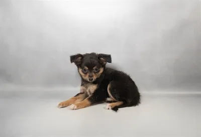 Male Chihuahua puppy for sale at The Puppy Palace CT.