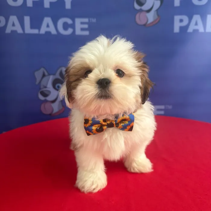 Male Lhasa Apso puppy named Ellio for sale at The Puppy Palace CT.