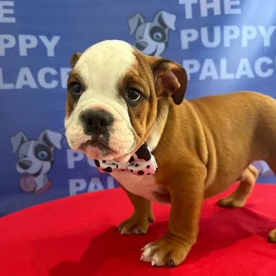 Male English Bulldog puppy named Blake for sale at The Puppy Palace CT.