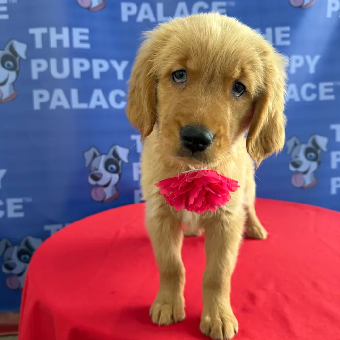 Female Golden Retriever puppy named Harper for sale at The Puppy Palace CT.
