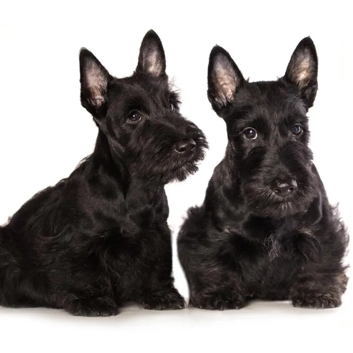 Scottish Terrier Puppies for Sale image