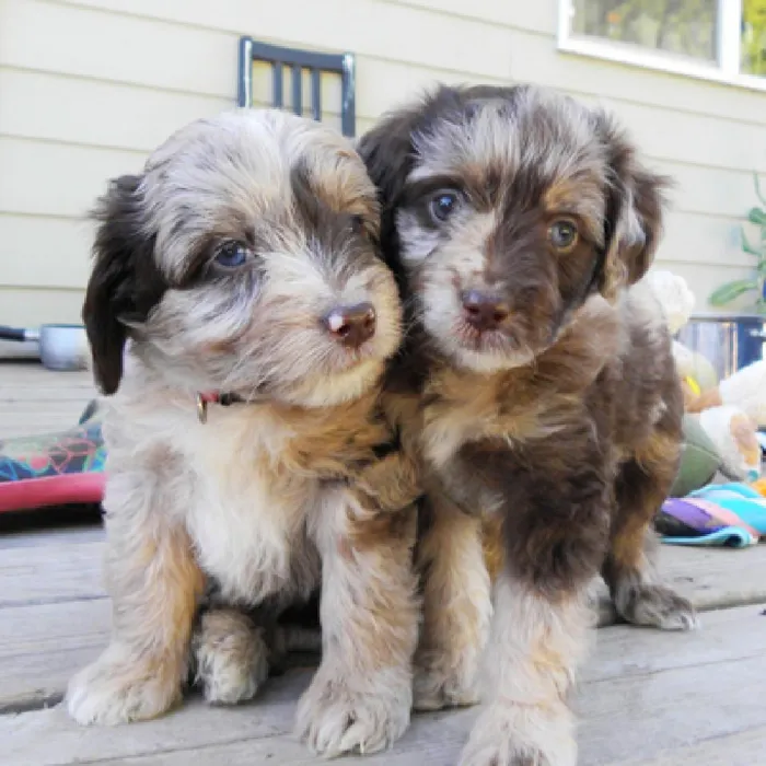 Aussiedoodle Puppies for Sale image