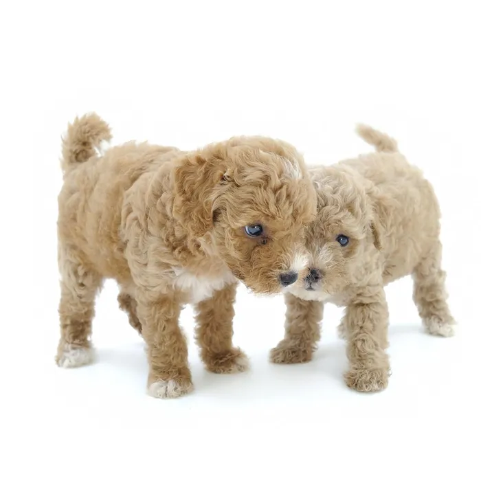 Mini Poodle Puppies for Sale image