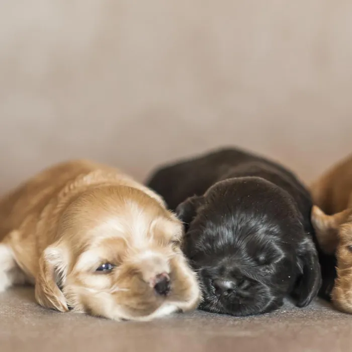 Cocker Spaniel Puppies for Sale image