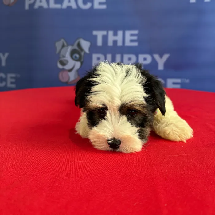 Male Yorkie puppy named Drake for sale at The Puppy Palace CT.
