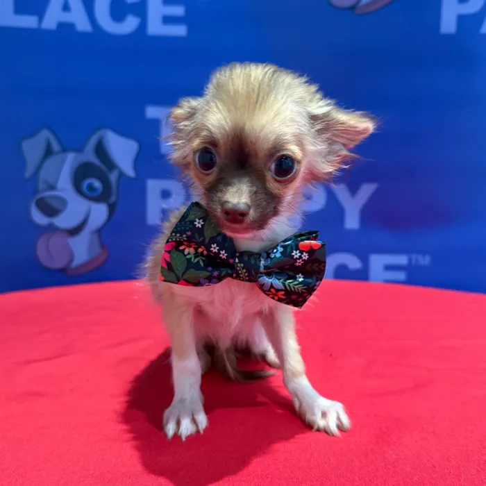 Male Chihuahua puppy named Chester for sale at The Puppy Palace CT.