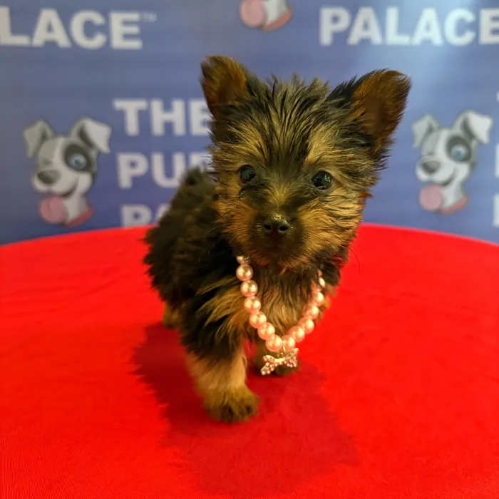 Female Silky Terrier puppy named Lottie for sale at The Puppy Palace CT.