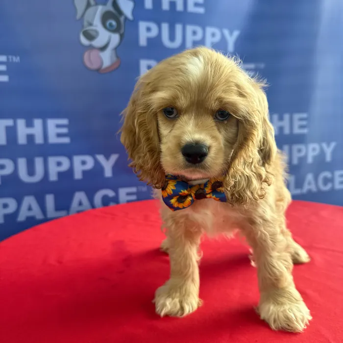 Male Cocker Spaniel puppy named Boston for sale at The Puppy Palace CT.
