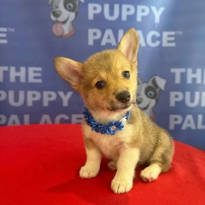 Female Pembroke Welsh Corgi puppy named Greta for sale at The Puppy Palace CT.